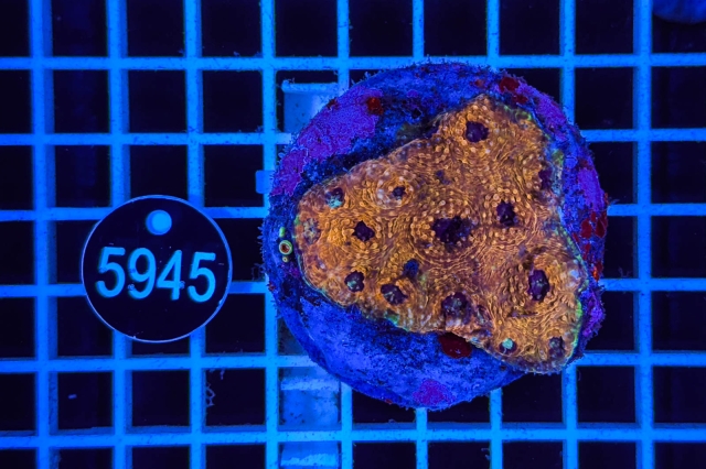 Acanthastrea echinata