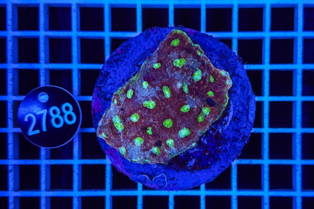 Acanthastrea echinata - 2788_22