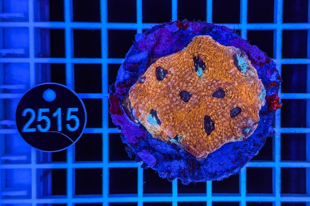 Acanthastrea echinata - 2515_22