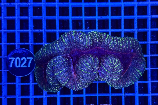 Lobophyllia - 7027_22