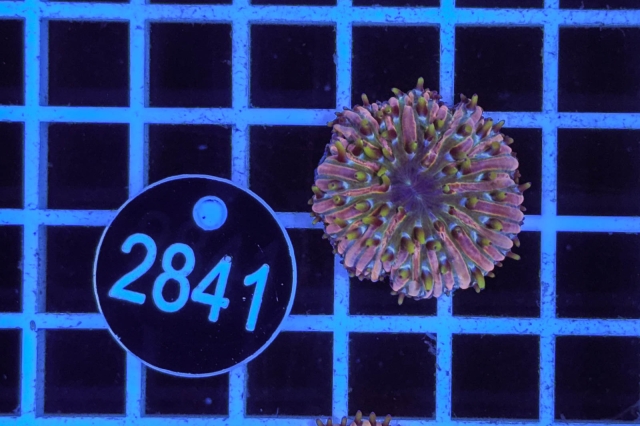 Fungia - 2841_22