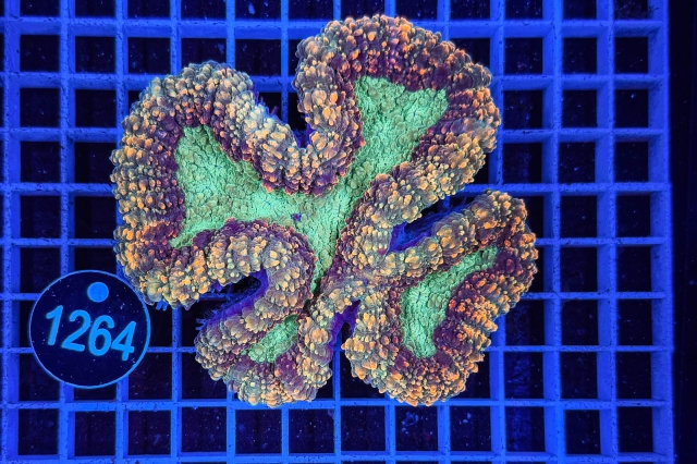 Symphyllia - 1264_22