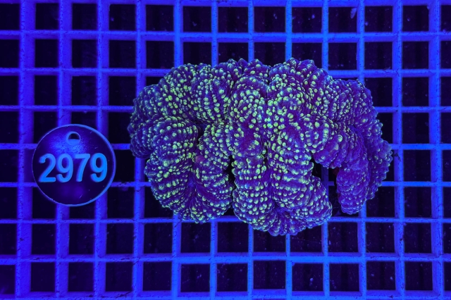 Symphyllia - 2979_22