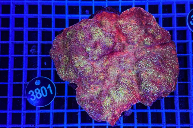 Echinophyllia - 3801_22