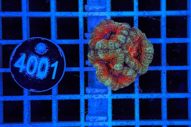 Acanthastrea lordhowensis - 4001_20