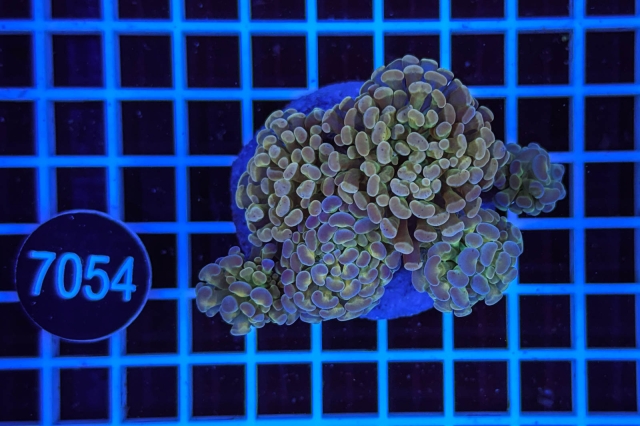 Euphyllia paraancora