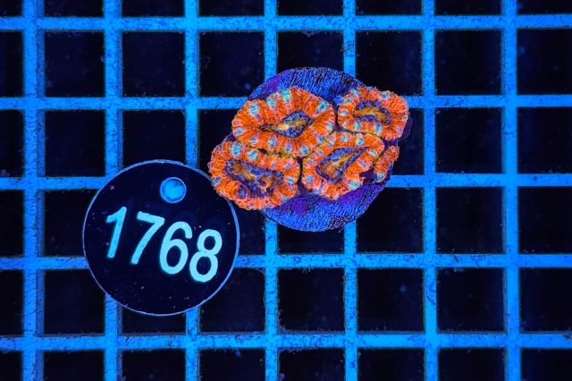 Acanthastrea lordhowensis - 1768_20