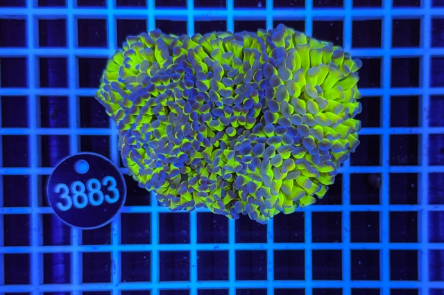 Euphyllia paraancora