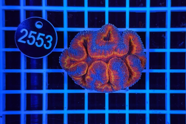 Symphyllia - 2553_20