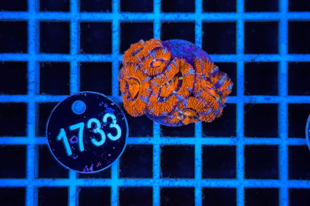 Acanthastrea lordhowensis - 1733_20