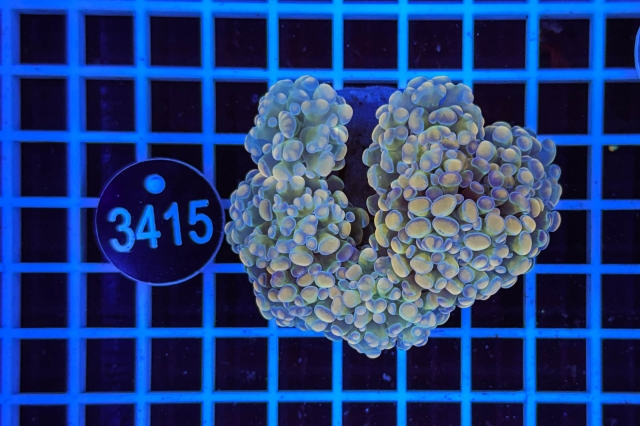 Euphyllia paraancora - 3415_20