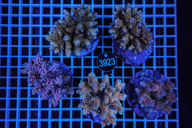 Acropora Indo Maricultured