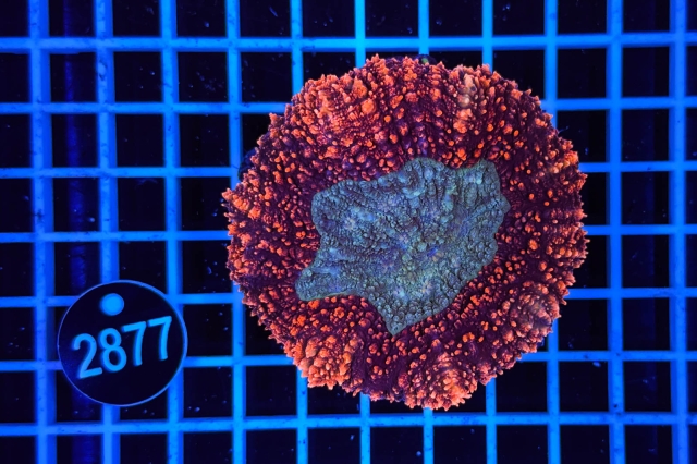 Lobophyllia - 2877_20