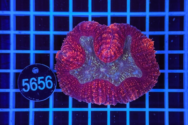 Lobophyllia - 5656_20