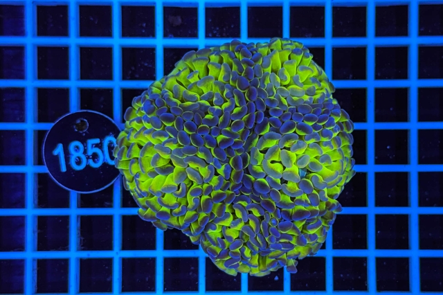 Euphyllia paraancora - 1850_20