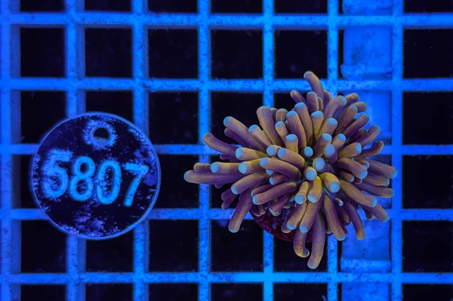 Euphyllia glabrescens Baby Tiger  Torch - 5807_20