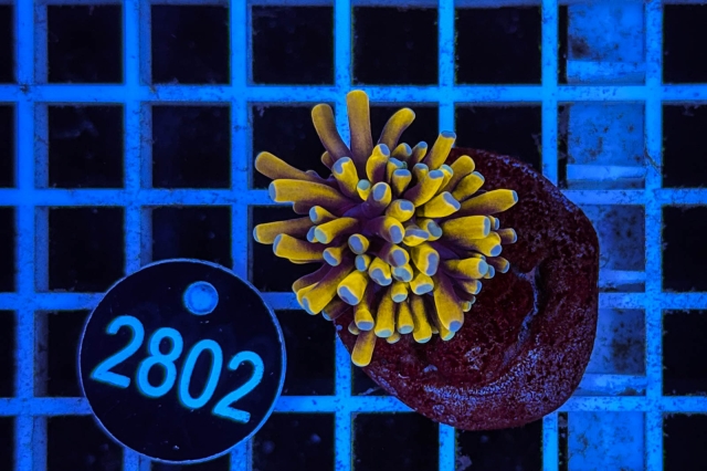 Euphyllia glabrescens Baby Tiger  Torch - 2802_20