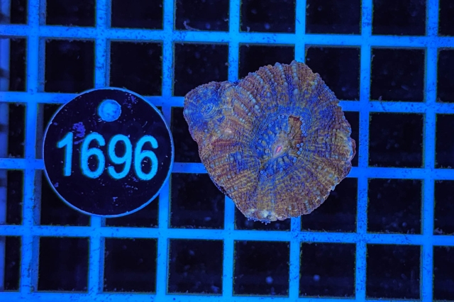 Acanthastrea bowerbanki