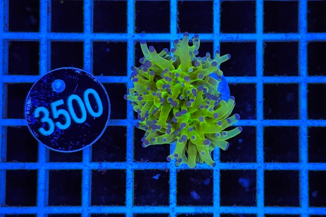 Euphyllia paradivisa