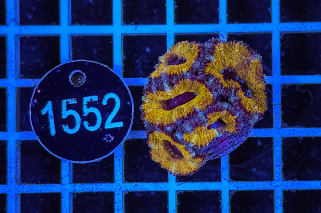 Acanthastrea lordhowensis Ultra - 1552_20