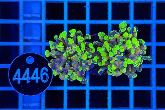 Euphyllia paraancora - 4446_20