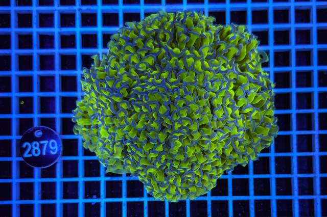 Euphyllia paraancora - 2879_20