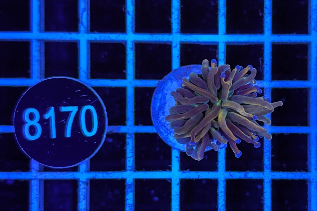 Euphyllia glabrescens