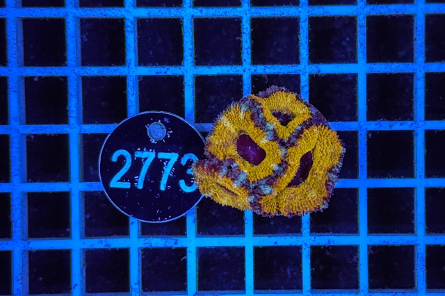 Acanthastrea lordhowensis Ultra - 2773_20