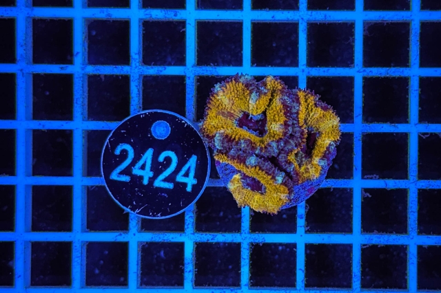 Acanthastrea lordhowensis Ultra - 2424_20