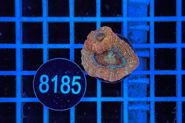 Acanthastrea bowerbanki