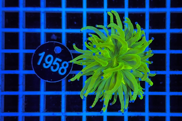 Euphyllia glabrescens Holy Grail - 1958_20