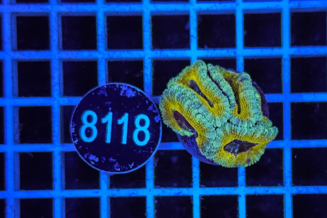 Acanthastrea lordhowensis Ultra - 8118_20