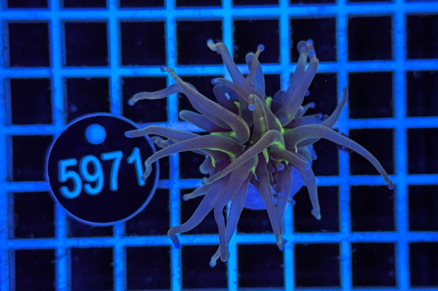 Euphyllia glabrescens