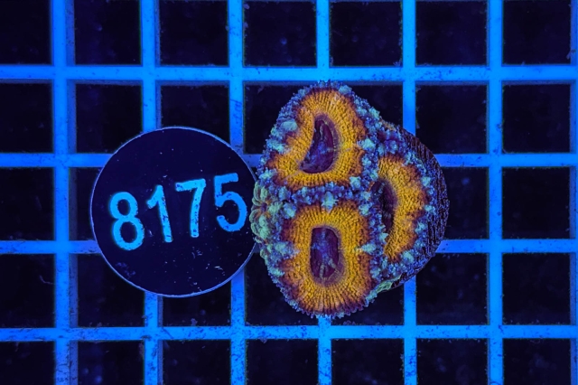 Acanthastrea lordhowensis Ultra - 8175_20