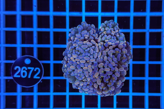 Euphyllia paraancora