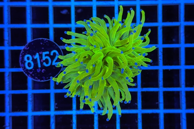 Euphyllia glabrescens Holy Grail - 8152_20