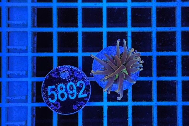 Euphyllia glabrescens