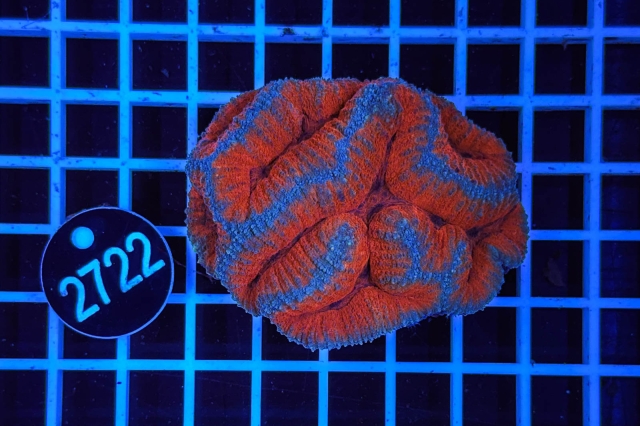 Symphyllia - 2722_20