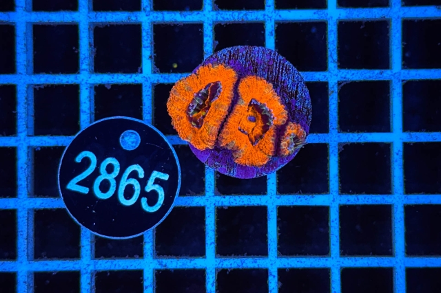 Acanthastrea lordhowensis - 2865_20