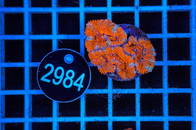 Acanthastrea lordhowensis - 2984_20
