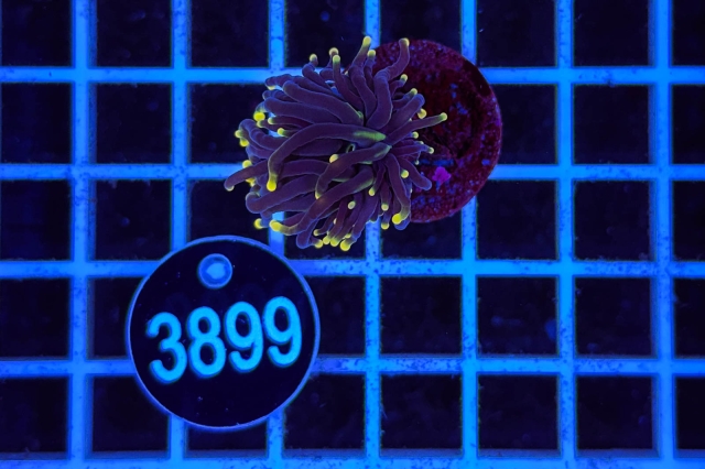 Euphyllia glabrescens - 3899_20