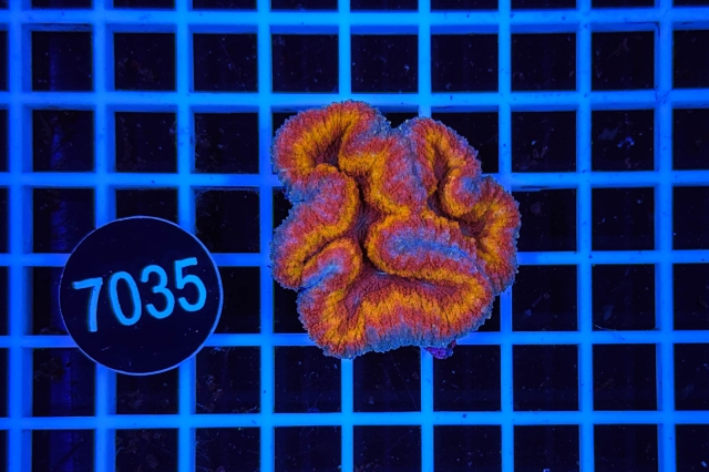 Symphyllia - 7035_20