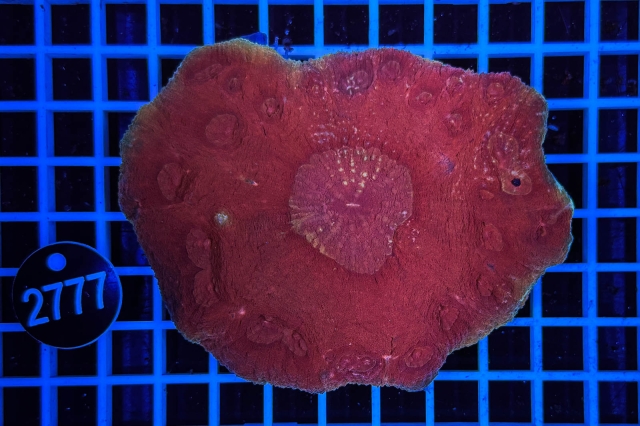 Australomussa - 2777_20