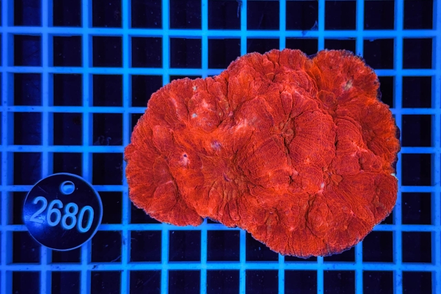 Australomussa - 2680_20