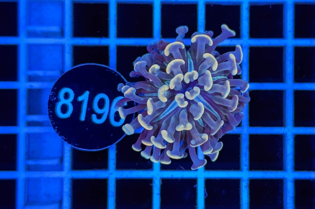 Euphyllia paraancora - 8196_20
