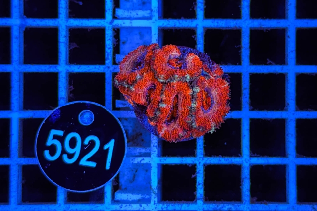 Acanthastrea lordhowensis - 5921_20