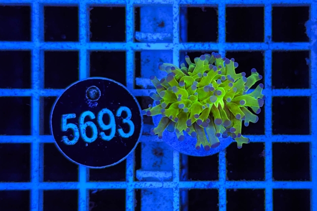 Euphyllia paradivisa