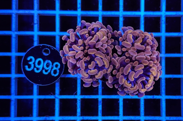 Euphyllia paraancora