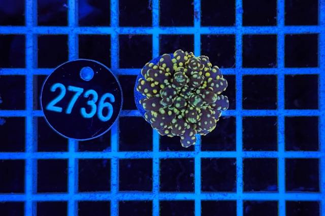 Euphyllia paradivisa - 2736_20