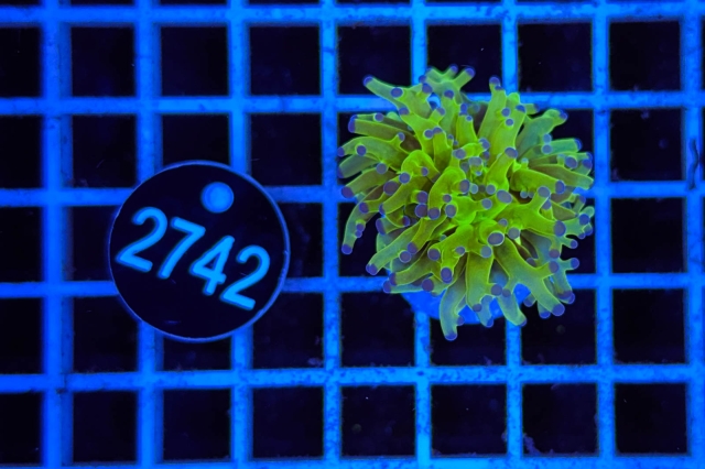 Euphyllia paradivisa